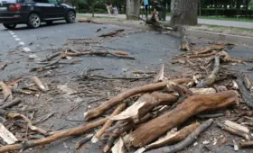 Упавшее дерево смяло два авто в Алматинской области: есть пострадавшие