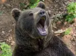 Странное поведение помогло женщине во время прогулки спасти себя и собаку от медведя