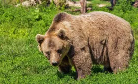 Бурый медведь попал на видео на востоке Казахстана