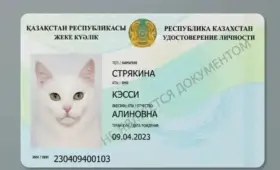 Кошачий «ЦОН» организовали казахстанцы: как оформить реальный паспорт питомцу