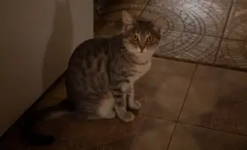 Кота заподозрили в причастности ко взрыву в многоэтажном доме