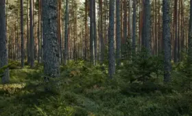 Вырубка леса и пьяные водители: что выявили в «Семей орманы»