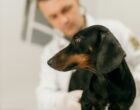Как выбрать ветеринарный УЗИ-аппарат: датчики, режимы и формат для клиники и фермы