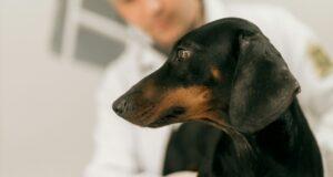 veterinar-taksa