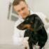 veterinar-taksa